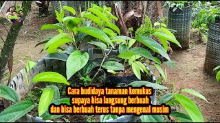 Cara menanam tanaman kemukus supaya bisa langsung berbuah 