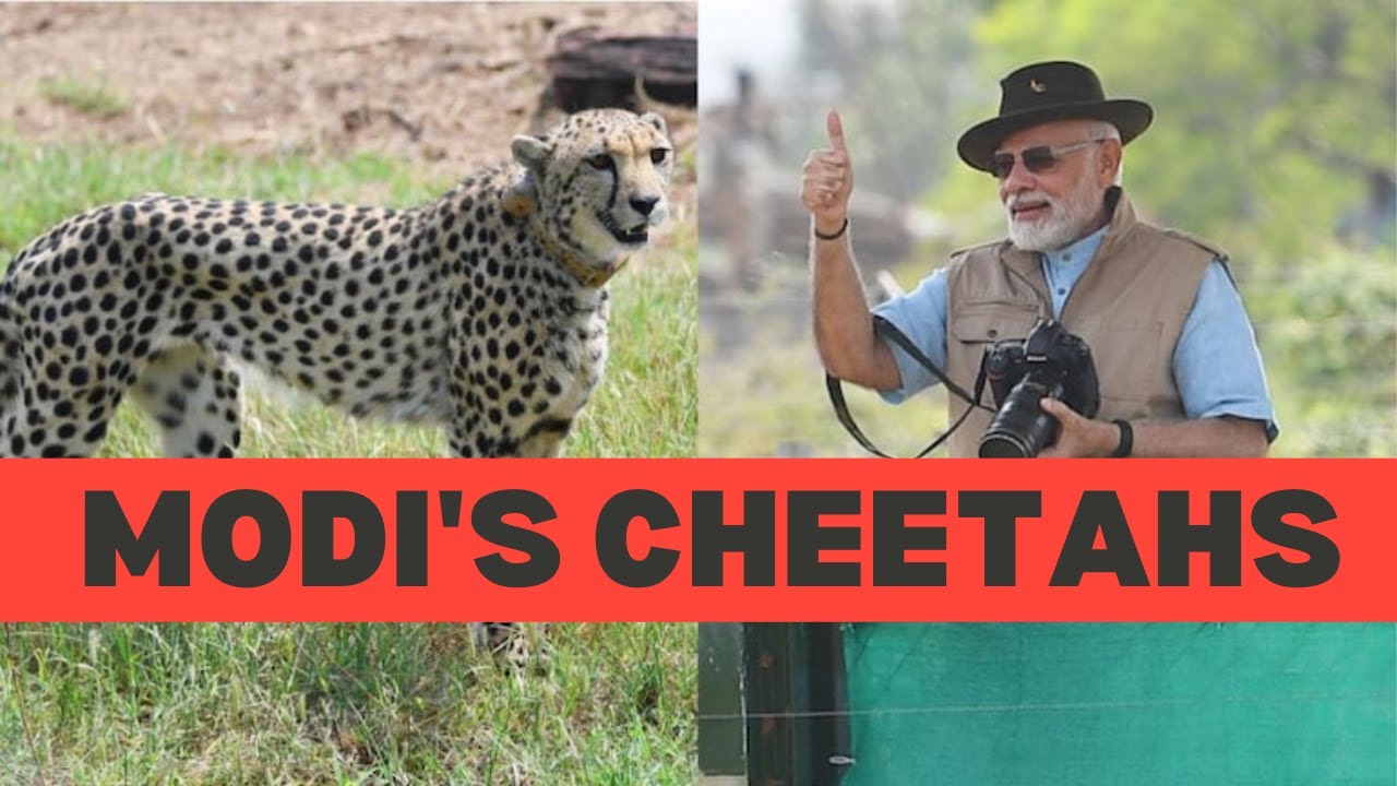 Cheetahs reintroduced in India after 70 years! - YouTube