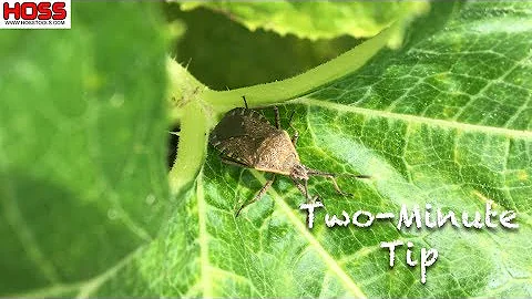 How to Organically Control Squash Bugs in Your Vegetable Garden