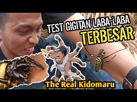 Video: Gigitan Laba-laba Membuat Kaki Lumpuh - Pandangan Alternatif