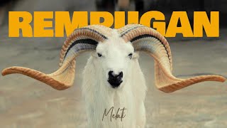 Download lagu Characteristics of Quality Young Sheep!! PDP Rempugan