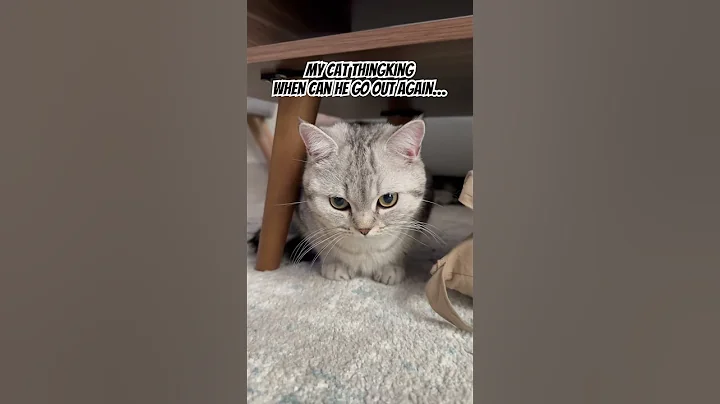 Video 9155661: british shorthair scottish, cats pet catlover cutecat, cute catlover pets cats, cat meets, cat playing