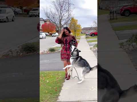 Habesha Some People Love People I Love Dogs