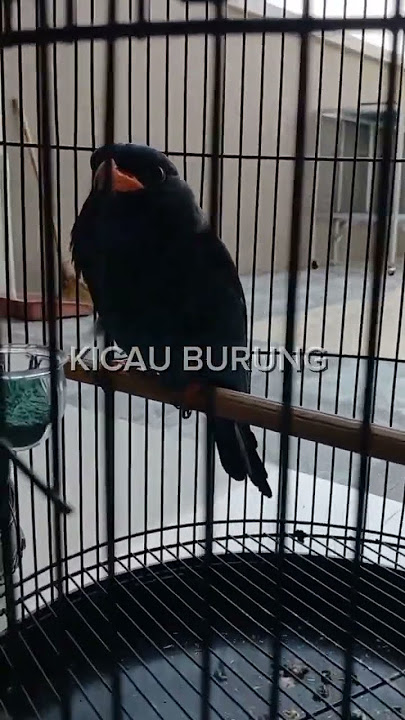 masteran handal dengan kemricik air