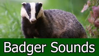 Badger Sounds &amp; Pictures ~ The Scream Of a Badger. Learn the sound a Badger makes.