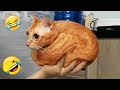 君が笑ったら君の負け🤣😹 2025年の最も面白い犬と猫たち🐕🐱