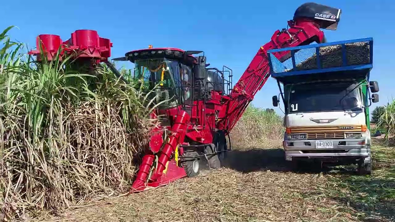 รีวิว ใหม่ถอดด้าม 12 ล้าน รถตัดอ้อย CASE 8010 VIP 358 HP เปิดฤดูกาล sugar cane harvaster