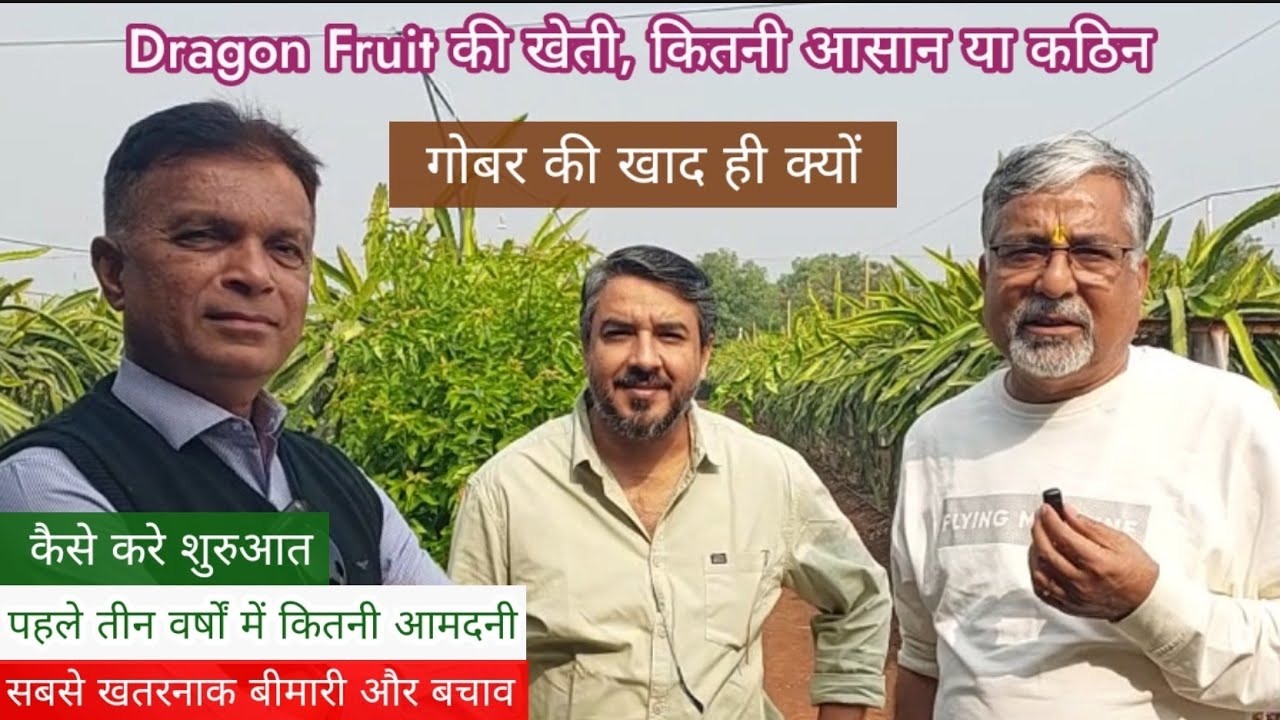 424. ड्रैगन फ्रूट की खेती, क्या इतनी आसान है? जानिए इसका सच. Dragon Fruit farming in Gujrat.