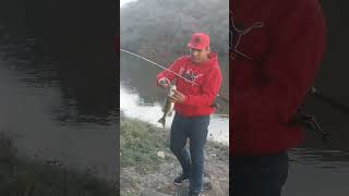 pesca de lubina
