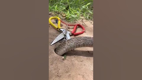 DIY single Snake Trap using big Scissors #shorts#short#shortvideos #creativesnaketrap#snakeinhole