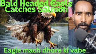 Bald Headed Eagle Catches Salmon\/ Eagle mach dhore kivabe