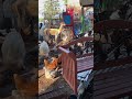 Chickens chickens and more chickens! Pigs goats and alpacas too!