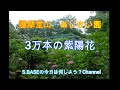 3万株の紫陽花 新潟県田上 護摩堂山登山とあじさい園を堪能
