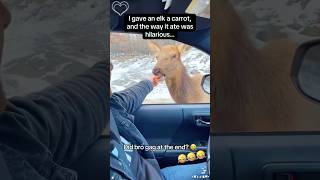 Interesting deer #Funny #fyp #animal #funnyvideos #Foryou #usa