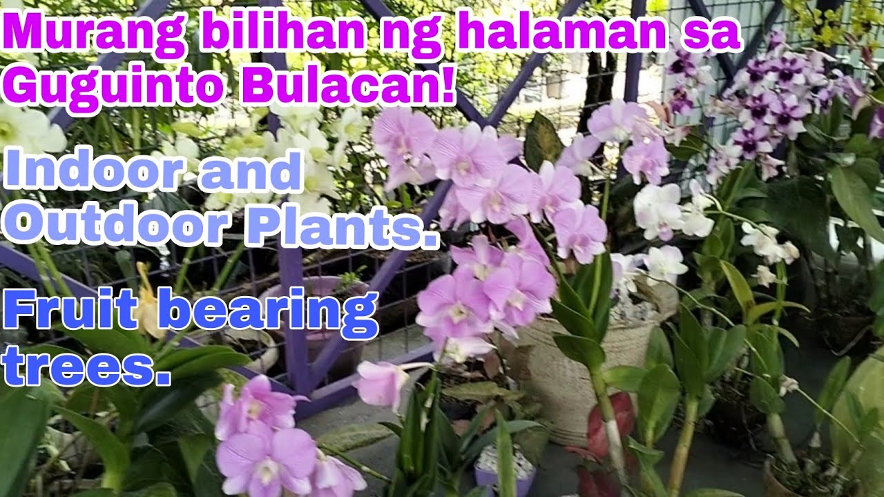 Murang bilihan ng halaman sa Bulacan! | Indoor and Outdoor plants | Fruit bearing trees