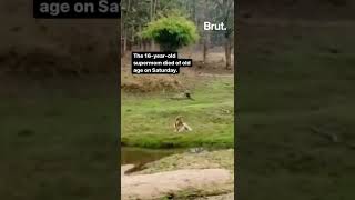 Undated video of Collarwali Tiger Goes Viral after Death