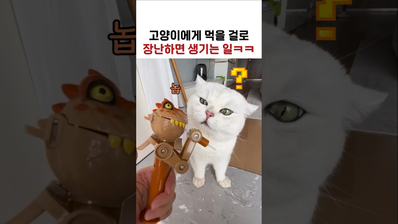 고양이에게 먹을 걸로 장난치면 생기는 일ㅋㅋ
