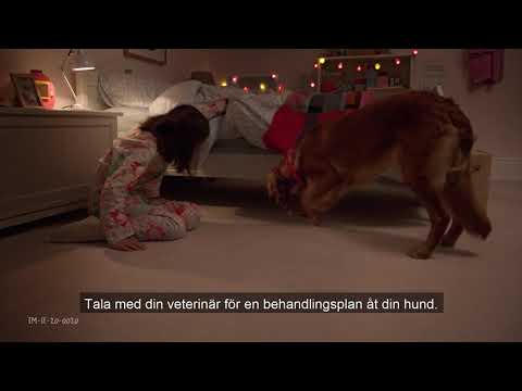 Video: Parasitläkemedel (Ivermektin) Förgiftning Hos Hundar