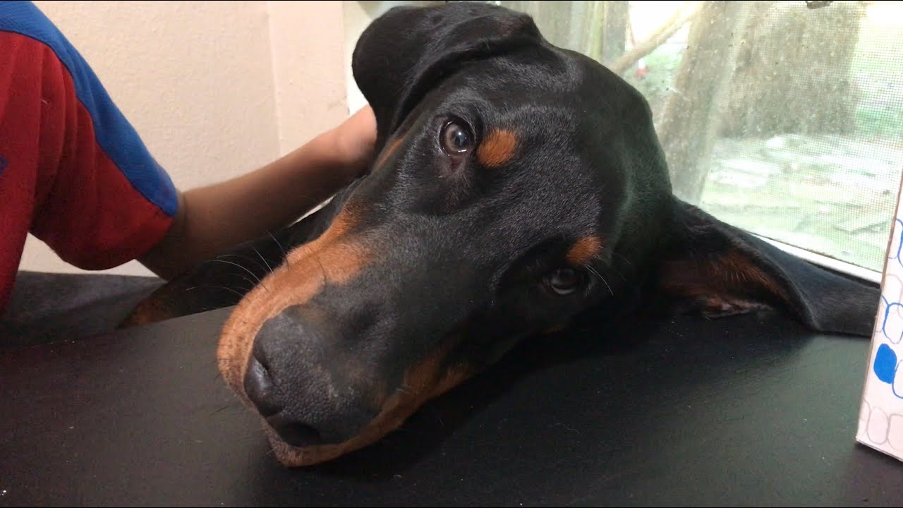 Doberman puppy just wants to sleep! this is Loki when he is too sleepy