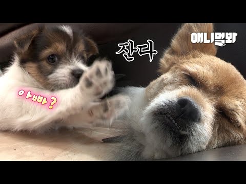 애 좀 보랬더니 진짜 눈으로만 본다ㅋㅋㅋㅣPapa Dog Refusing to <strong>Parent</strong> <strong>His</strong> Pups.. It Turns Out..!