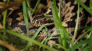 Adder monitoring en onderzoek