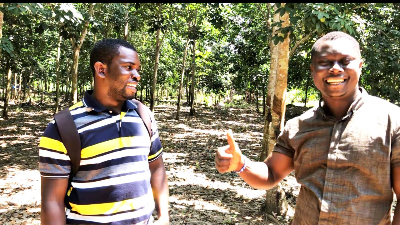 rubber-plantation-best-pension-plan-how-to-make-money-from-rubber-plantation-in-ghana-youtube