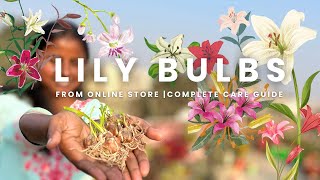 How to Plant Lily Bulbs Correctly | Complete Repotting & Care Guide✅ #divinegarden98  screenshot 3