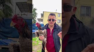 Gandalf Reyis Mekanda Ümes