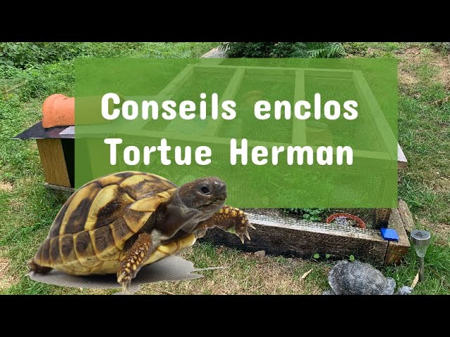 Fabriquer un enclos à tortue de terre