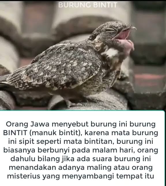 Burung Bintit, Burung malam misterius