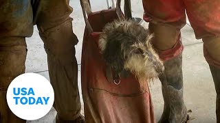 13-year-old lost dog rescued from Missouri cave, reunited with owner | USA TODAY
