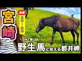 【宮崎観光10箇所】最南端「都井岬」には、 ”絶景そして馬!!🐎”【後編:鵜戸神宮/モアイ/運河など】