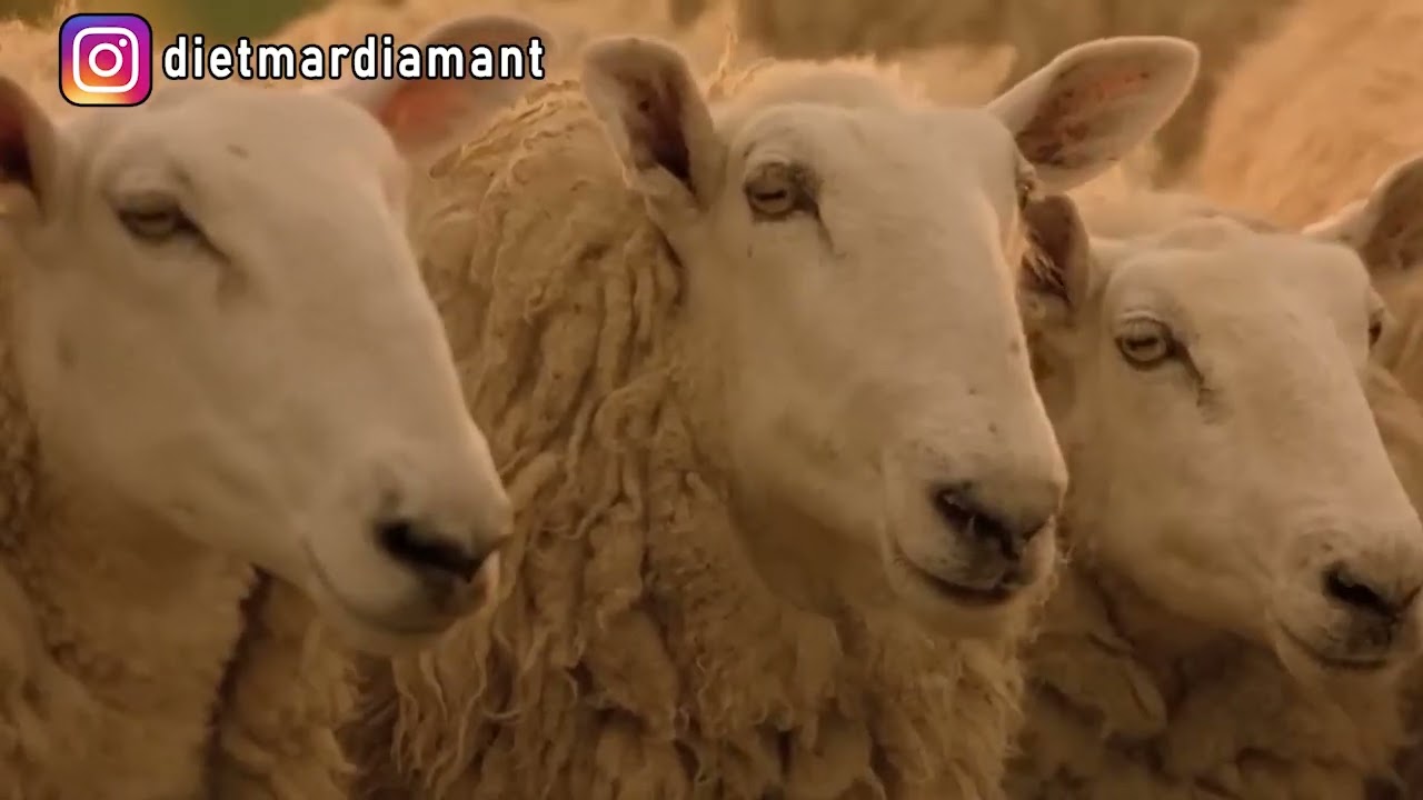 Ein Schweinchen namens Bembel