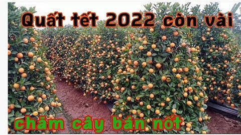 giá quất lùm quất tết tại vườn năm 2022 xin liên hệ với chủ vườn sđt trong video