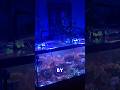 This Alge Must Be Stopped #aquarium #reeflife #coral #fishtank