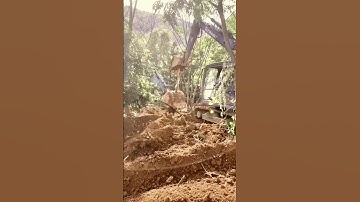 This tree shocks all 💀! #shorts#viral#trees#tranding#edits