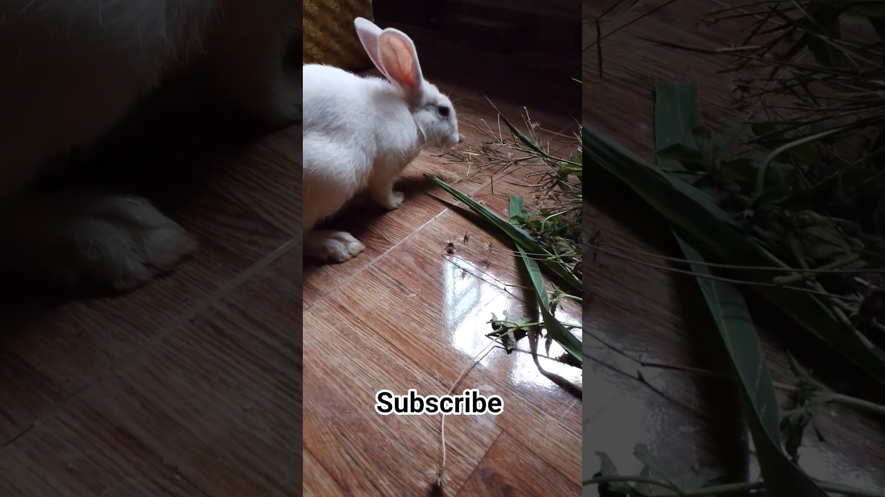 Rabbit eating, happy New year 