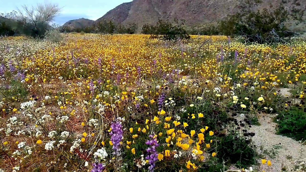 Are we gonna have a wildflower superblom in 2023 at Joshua Tree