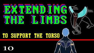 10 Extending the Limbs - What You Need to Start Correcting Your Posture
