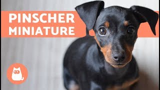 PINSCHER miniature - Caractéristiques, soins et dressage.