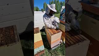 Разгоняет пчёл ! #пчеловодство #beekeeper #пчёлы #bee #2024 #honey #beekeeping