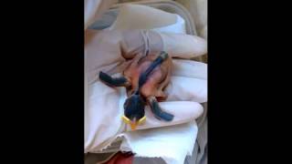 The Sparrow Diaries: Raising a Baby Bird Named Trooper Day 2- Rehabilitation Begins by weliveinspired 456 views 6 years ago 3 minutes, 19 seconds