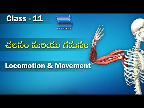 చలనం మరియు గమనం – Locomotion and Movement | Biology Telugu | Class 11 | Inter 2nd Year