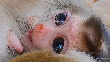 Monkey Baby Bon Bon meets rain of chocolate candy and eats rainbow milk bottle jelly with ducks