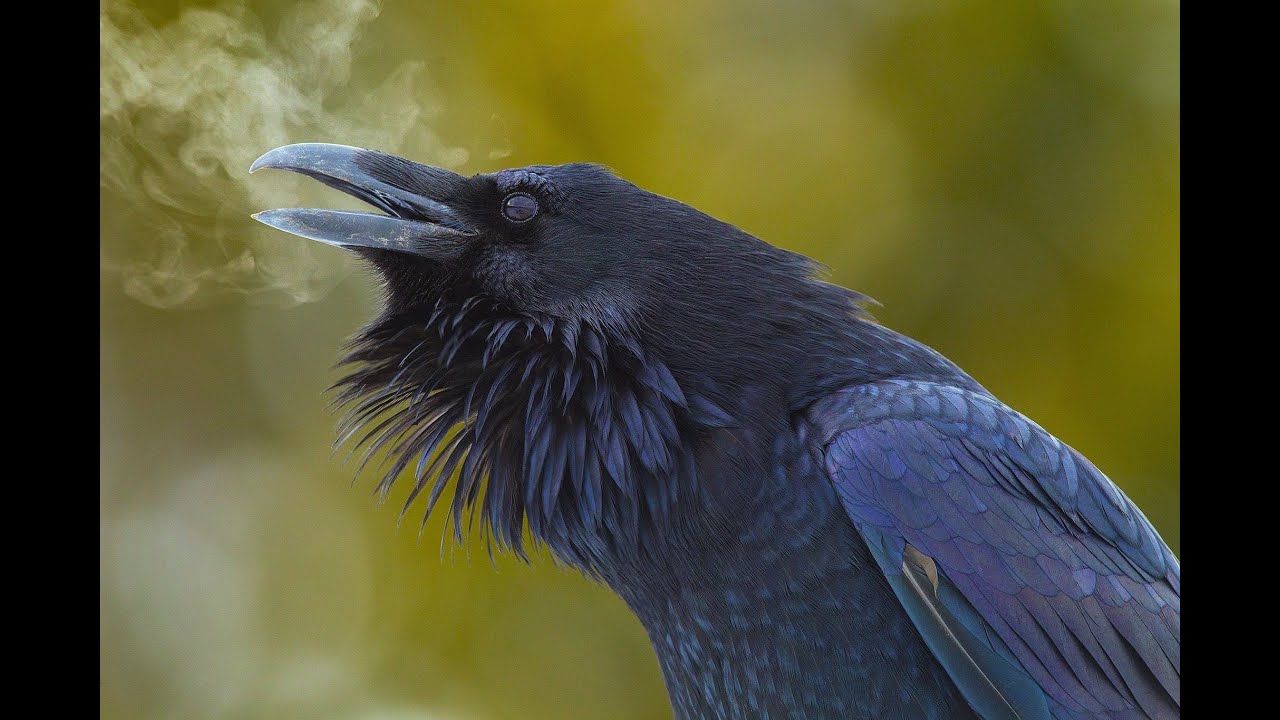 Urien Rheged (Breton music)