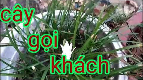 Cây phong thủy cầu tài - cây chiêu tài gọi khách - cây rù khách giúp tiệm ban đông khách