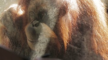 Kinecting with Orang-utans