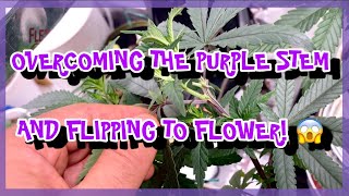 Week #0 flipping to flower 🌹 12 plants / 11 strains series: The Grow Under The Stairs
