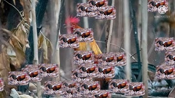 Suab​ qaib​ qua​ zoo​ 2021​