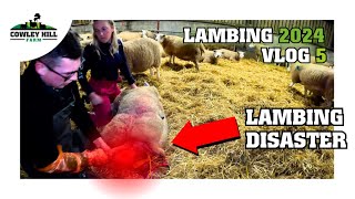 A DAY OF DIFFICULT LAMBING! | LAMBING 2024 VLOG 5